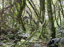Bwindi Impenetrable National Park