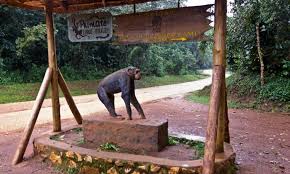 Kibale National Park