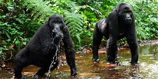 bwindi impenetratable
