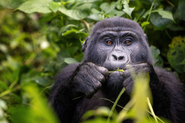 3-day Gorilla Trekking in Bwindi