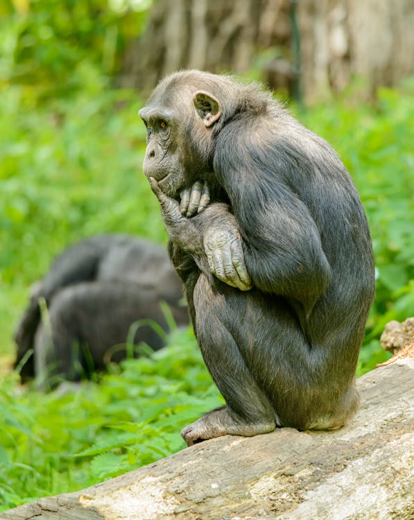 5-Day Primate Safari (Gorillas and  Chimp)