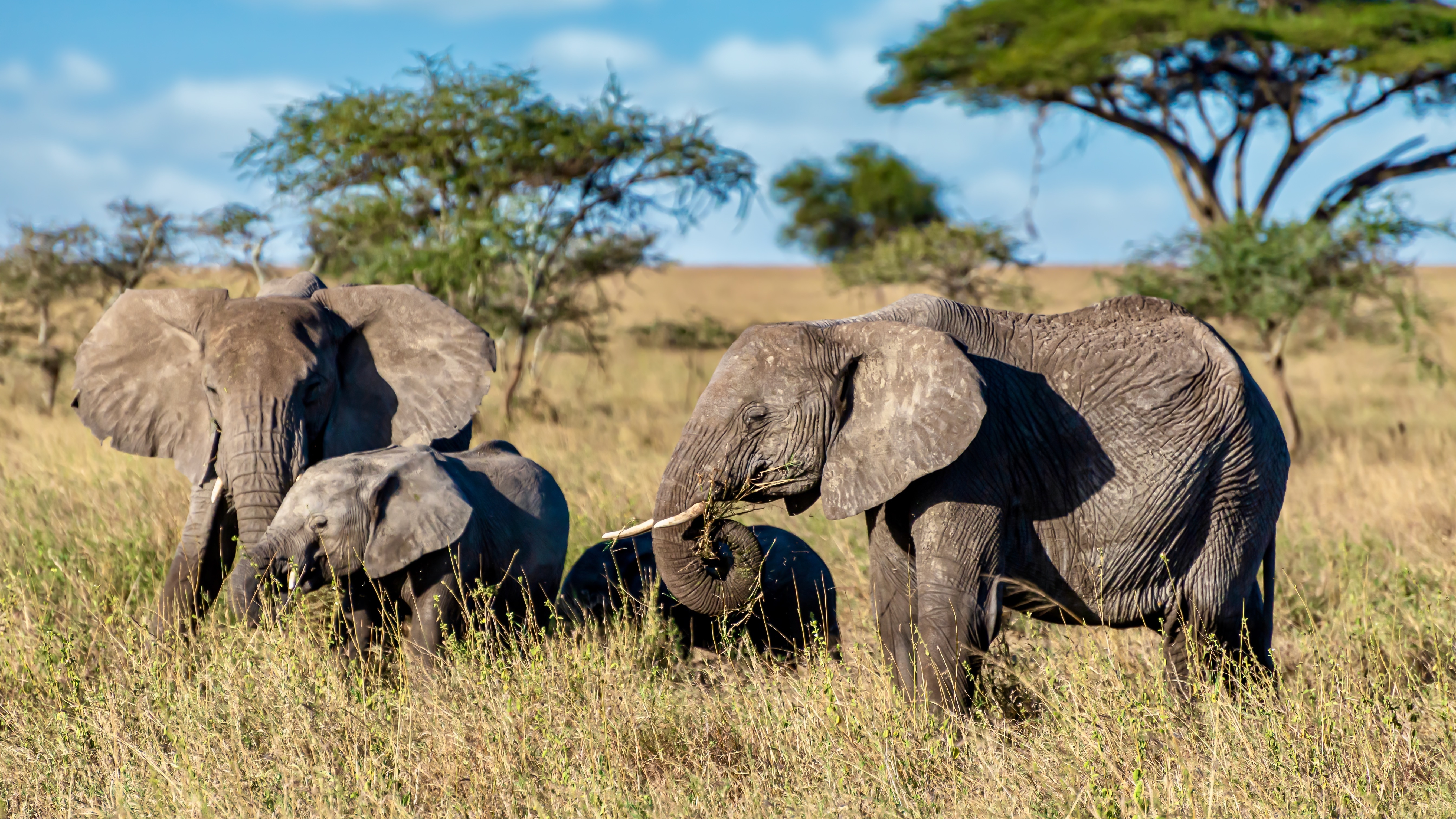 7-Day Best of Uganda Safari