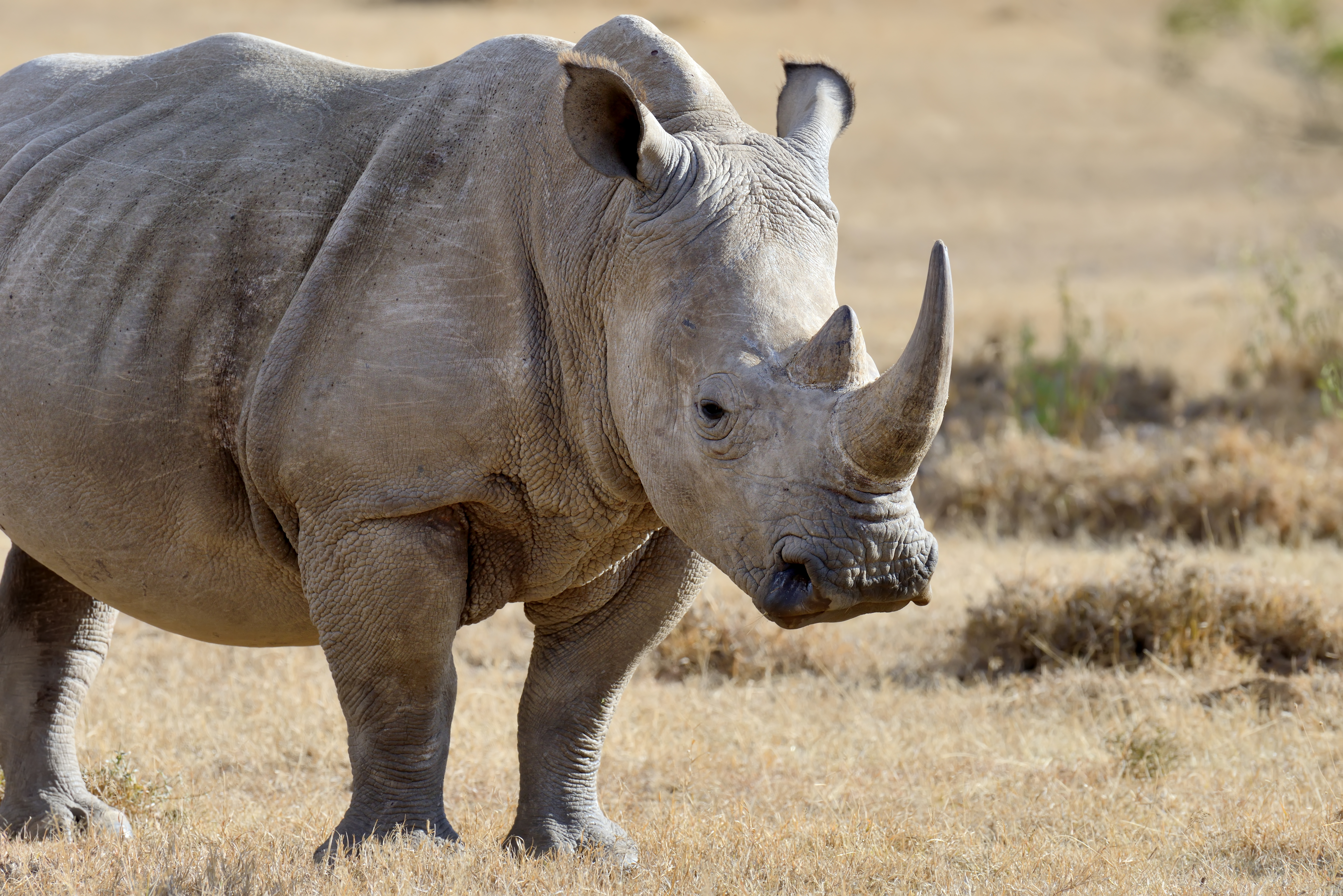Great Apes & Big Five Safari – 10 Days