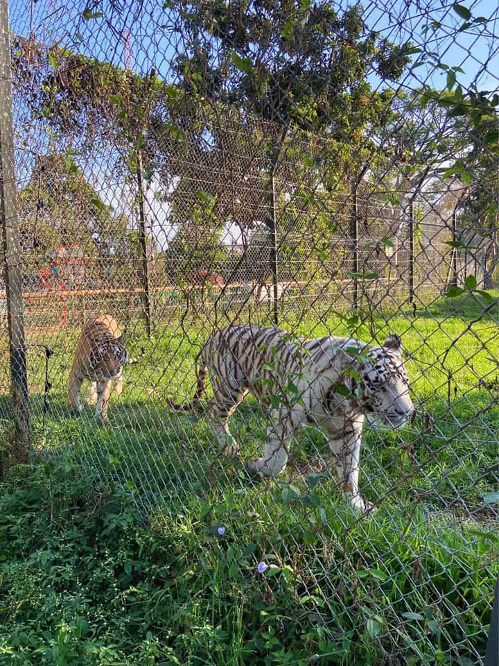 4 Days Queen Elizabeth Safari